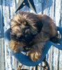 AKC Registered Soft Coated Wheaten Terrier For Sale Fredericksburg, OH Male- Dakota