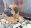 AKC Registered Soft Coated Wheaten Terrier For Sale Fredericksburg, OH Male- Dakota