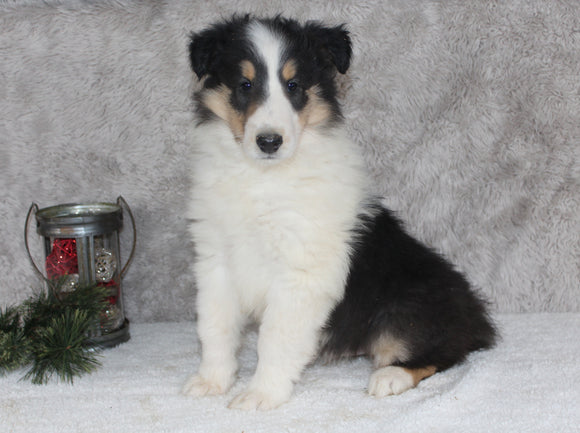 AKC Registered Collie (Lassie) For Sale Fredericksburg, OH Male- Dan