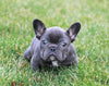 AKC Registered French Bulldog For Sale Millersburg, OH Female- Callie