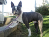 AKC Registered Boston Terrier For Sale Warsaw, OH Male- Dexter