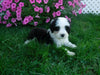 F1B Sheepadoodle For Sale Baltic, OH Male- Danny