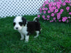 F1B Sheepadoodle For Sale Baltic, OH Male- Danny