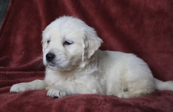 AKC Registered English Cream Golden Retriever For Sale Fredericksburg, OH Female- Darla