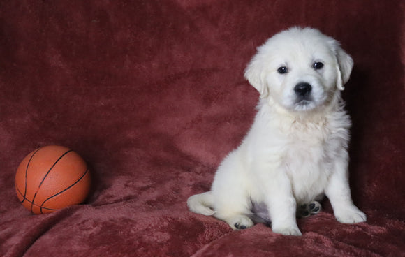 AKC Registered English Cream Golden Retriever For Sale Fredericksburg, OH Male- Darren