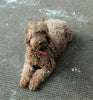 F1B Mini Goldendoodle For Sale Millersburg, OH Female- Lexi