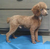 F1B Mini Goldendoodle For Sale Millersburg, OH Female- Lydia