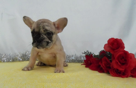 AKC Registered French Bulldog For Sale Wooster OH, Female- Dawn
