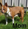 AKC Registered Boston Terrier For Sale Warsaw, OH Female- Bella -RARE BLUE COLOR-