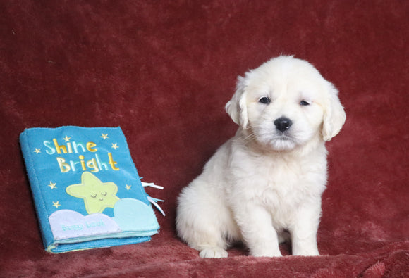 AKC Registered English Cream Golden Retriever For Sale Fredericksburg, OH Female- Delilah