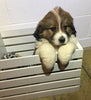 Bernese Mountain Dog Mix For Sale Brinkhaven, OH Female- Delilah
