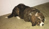 Bernese Mountain Dog Mix For Sale Brinkhaven, OH Female- Delilah