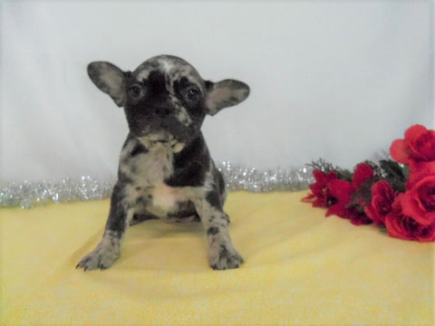 AKC Registered French Bulldog For Sale Wooster OH, Female- Della