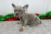 AKC Registered French Bulldog For Sale Wooster, OH Male- Denver