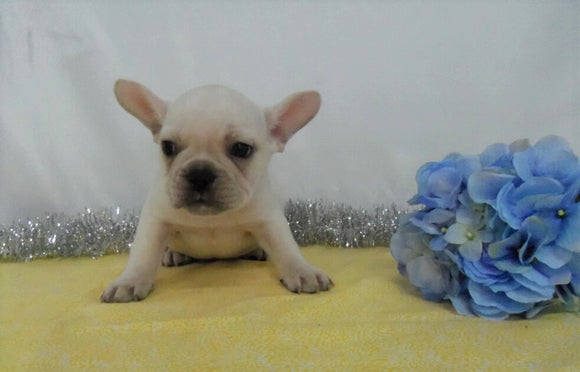AKC Registered French Bulldog For Sale Wooster OH, Male - Devin