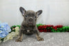 AKC Registered French Bulldog For Sale Wooster, OH Male- Devyn