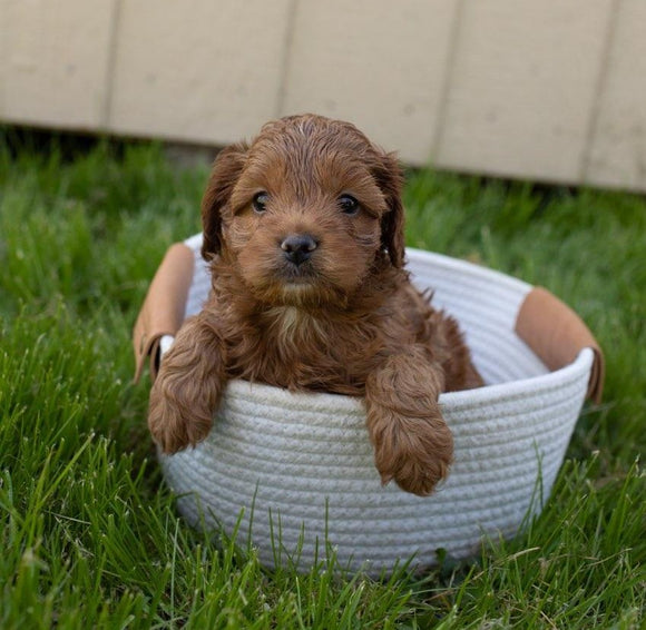 Cockapoo For Sale Fredericksburg, OH Male- Dexter