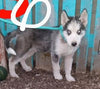 Siberian Husky For Sale Dundee, OH Male- Dexter