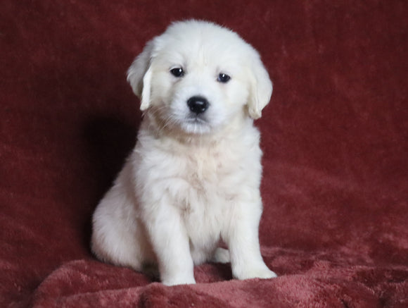 AKC Registered English Cream Golden Retriever For Sale Fredericksburg, OH Male- Diamond