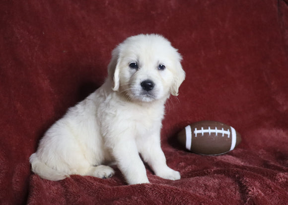 AKC Registered English Cream Golden Retriever For Sale Fredericksburg, OH Female- Diann