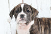 Beabull For Sale Holmesville, OH Male- Diesel