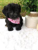 F1 Mini Labradoodle For Sale Dundee, OH Female- Diva