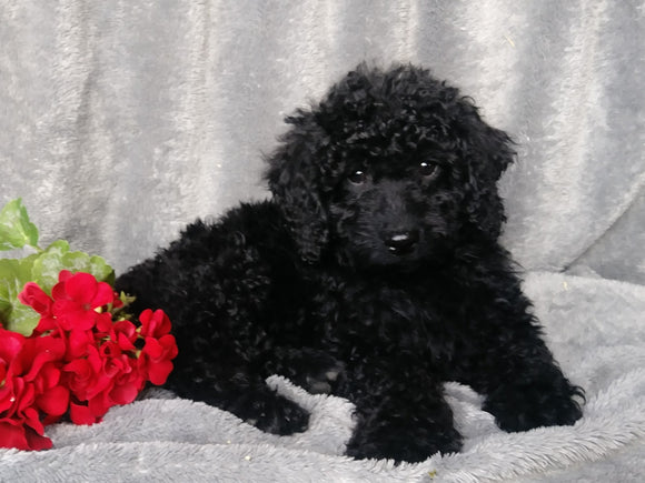 Medium F1B Labradoodle For Sale Millersburg, OH Female- Dixie