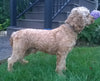 F1B Medium Labradoodle For Sale Millersburg, OH Female- Candy Cane