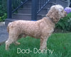 Medium F1BB Goldendoodle For Sale Millersburg, OH Female- Jasmine