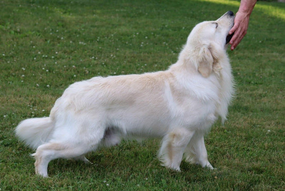 AKC Registered English Cream Golden Retriever For Sale Fredericksburg, OH Male- Duke