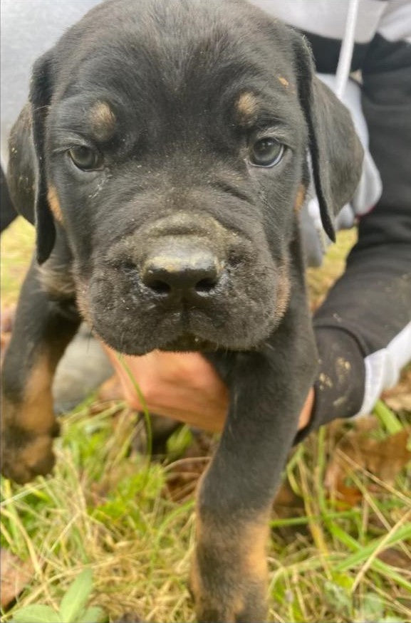 ICCF Registered Cane Corso For Sale Louisville, OH Male- Duke