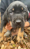 ICCF Registered Cane Corso For Sale Louisville, OH Male- Duke