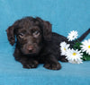 F1B Mini Labradoodle For Sale Millersburg, OH Male- Lego