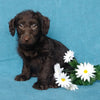F1B Mini Labradoodle For Sale Millersburg, OH Male- Lego