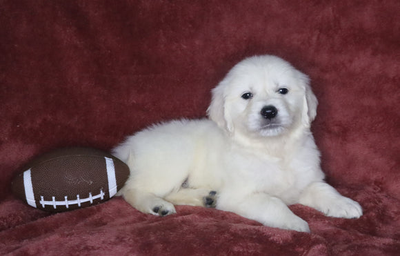 AKC Registered English Cream Golden Retriever For Sale Fredericksburg, OH Male- Durango