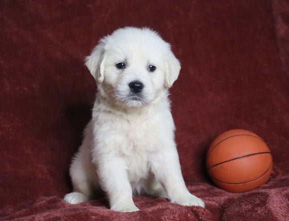 AKC Registered English Cream Golden Retriever For Sale Fredericksburg, OH Male- Dustin