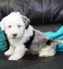 Mini Sheepadoodle For Sale Holmesville, OH Male- Dusty -BLUE MERLE-