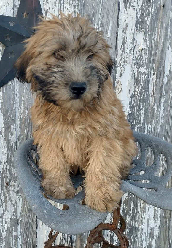 AKC Registered Soft Coated Wheaten Terrier For Sale Fredericksburg, OH Male- Dusty