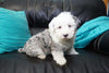 Mini Sheepadoodle For Sale Holmesville, OH Male- Dusty -BLUE MERLE-