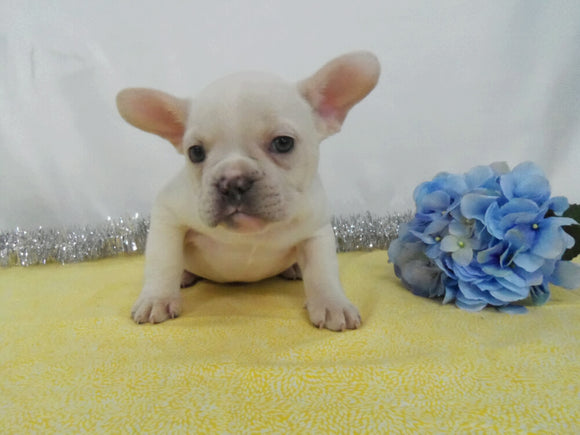 AKC Registered French Bulldog For Sale Wooster OH, Male - Dylan