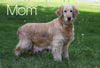 Mini Goldendoodle For Sale Millersburg, OH Male- Diamond