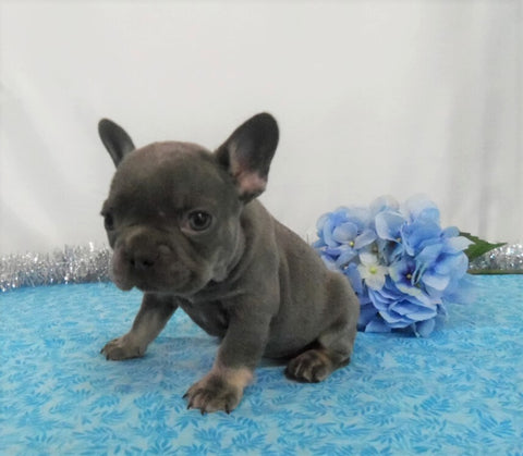 AKC Registered French Bulldog For Sale Wooster OH, Male- Earl