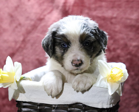 Australian Shepherd For Sale Fredericksburg, OH Male- Easton