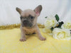 AKC Registered French Bulldog For Sale Wooster OH, Male- Edgar