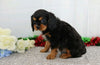 AKC Registered Cavalier King Charles Spaniel For Sale Wooster, OH Male- Edgar