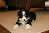 Australian Shepherd For Sale Fredericksburg, OH Male- Edison