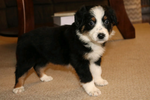 Australian Shepherd For Sale Fredericksburg, OH Male- Edison