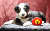 Australian Shepherd For Sale Fredericksburg, OH Male- Edison