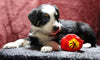 Australian Shepherd For Sale Fredericksburg, OH Male- Edison