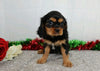 AKC Registered Cavalier King Charles Spaniel For Sale Wooster, OH Female- Edith